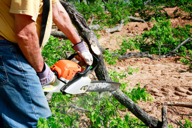 Trusted Solon, IA Tree Service Experts